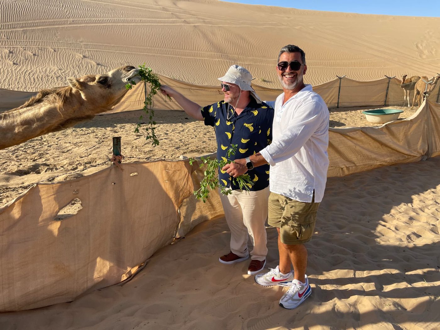 Two CruisingBears travelers feeding a camel at a desert camp